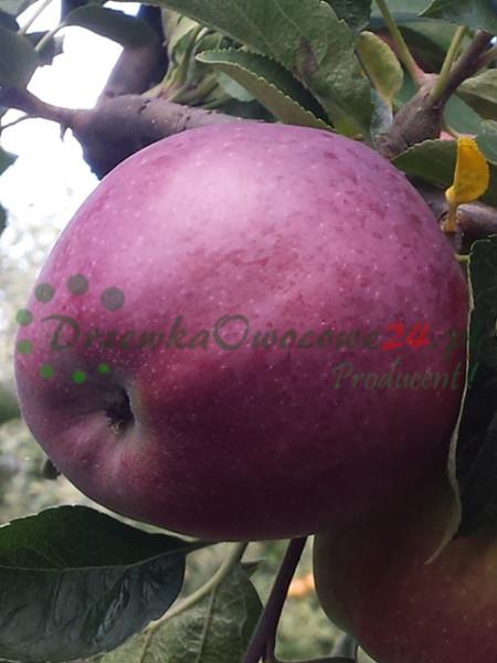 Jabłoń Malinowa Oberlandzka - sadzonki