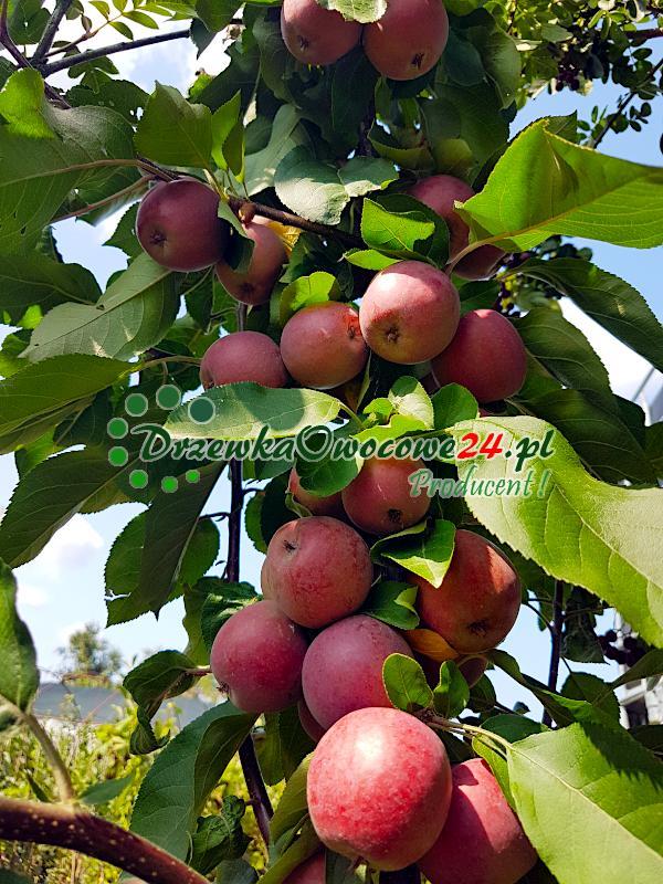 Jabłka o czerwonym miąższu na jabłoni kolumnowej odmiany Maypole