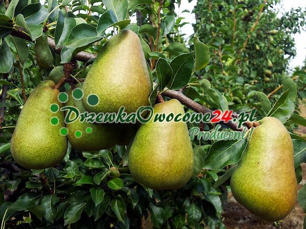Owoce Gruszki Margarity na drzewie owocowym