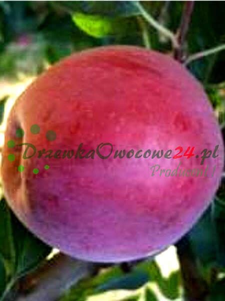 drzewka owocowe jabłoń novamac