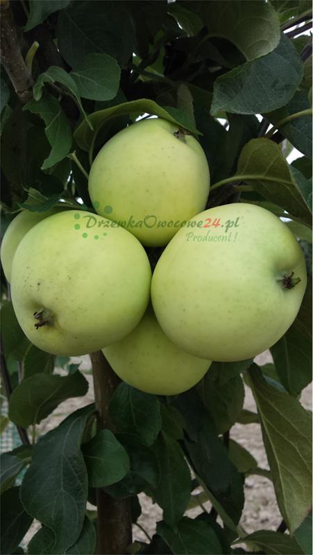 Jabłoń Oliwka Żółta (Papierówka) stara odmiana