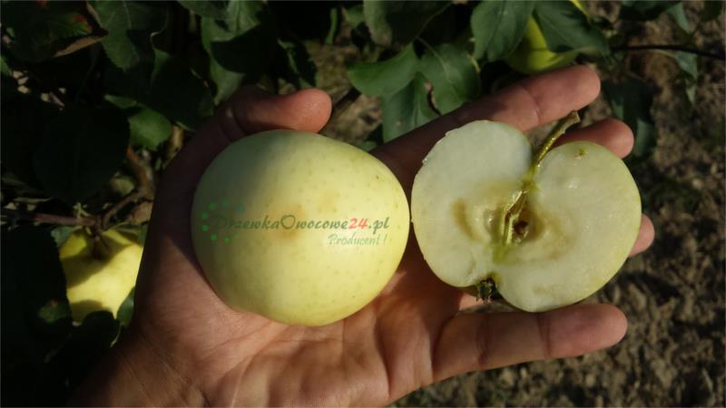 Jabłoń Oliwka Żółta (Papierówka)