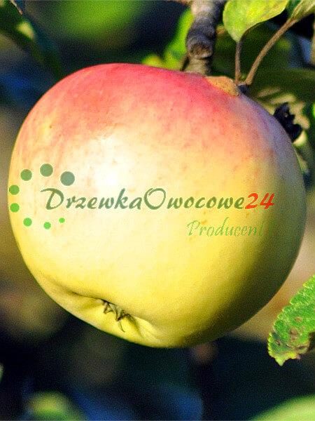 Jabłoń Ananas Berżenicki