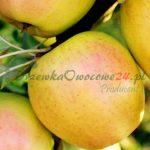 Jabłoń Golden Delicious