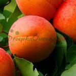 Morela Early Orange