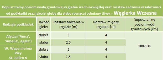 Dopuszczalny poziom wód gruntowych oraz rozstaw sadzenia - Śliwa Węgierka Wczesna (korona wrzecionowa)