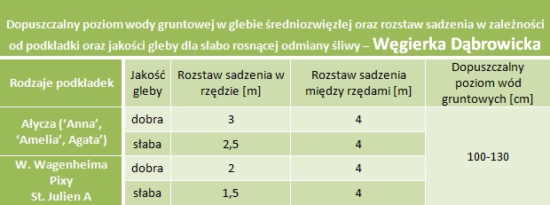 Dopuszczalny poziom wód gruntowych oraz rozstaw sadzenia - Śliwa Węgierka Dąbrowicka (korona wrzecionowa)