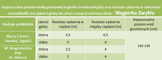 Dopuszczalny poziom wód gruntowych oraz rozstaw sadzenia - Śliwa Węgierka Zwykła (korona wrzecionowa)