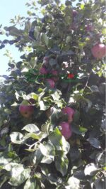 Drzewka owocowe Jabłoń Malinowa Oberlandzka stara odmiana