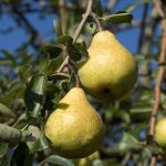 Grusza Bonkreta Williamsa