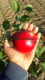 Jabłoń Early Geneva (czerwona papierówka)