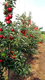 Jabłoń Jonagold w sadzie