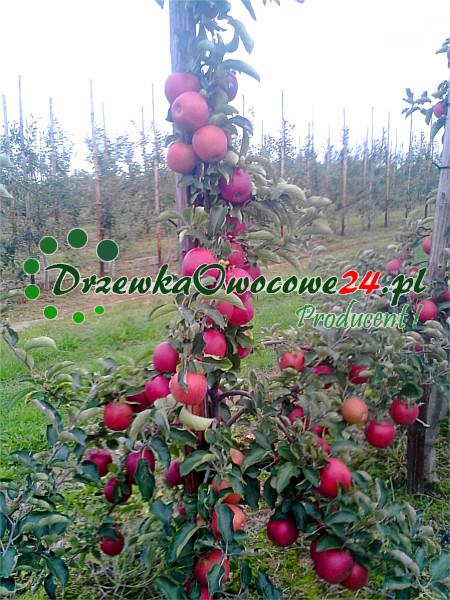 Jabłoń Jonagold w sadzie
