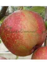 Owocująca sadzonka Jabłoni Red Boskoop