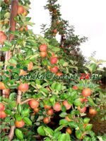 Jabłoń Red Boskoop
