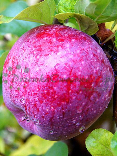 Jabłoń Alwa