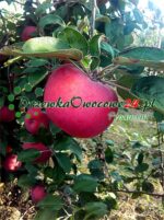 Jabłoń Cortland Wicki
