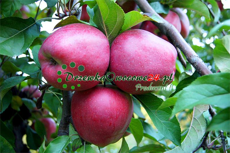 Jabłoń Gloster owoce
