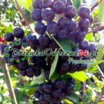 Aronia czarnoowocowa