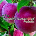 Śliwomorela plum-cot