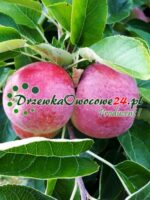 Drzewka owocowe - Jabłoń Delikates