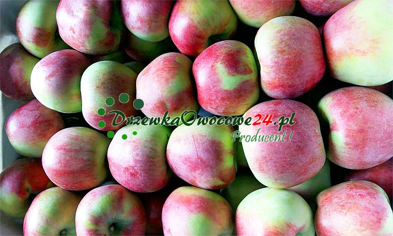 Jabłoń Delikates - owoce w skrzyni