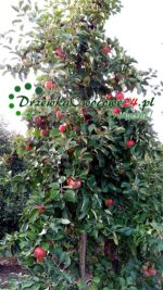 Jabłoń Delikates - owoce w sadzie