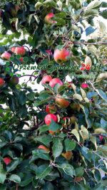 Jabłoń Delikates w sadzie