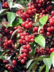 Elaeagnus umbellata - oliwnik baldaszkowaty