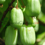 Mini Kiwi Aktinidia dr Szymanowski w doniczce
