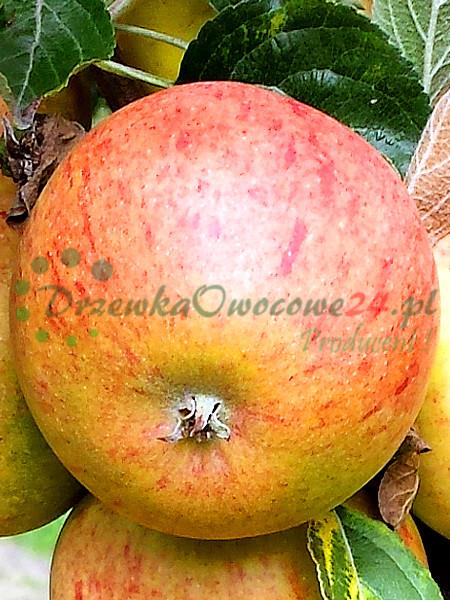 Jabłoń Koksa Pomarańczowa