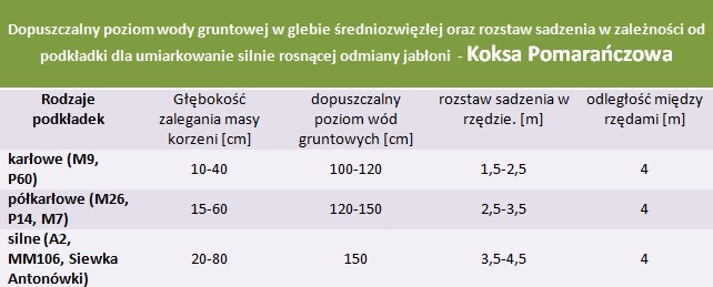 rozstaw sadzenia i poziom wód gruntowych - Koksa Pomarańczowa
