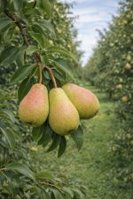 Grusza lipcówka kolorowa