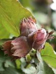 Orzech laskowy Syrena - czerwona leszczyna