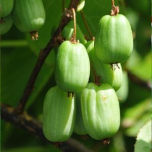 Aktinidia - Mini Kiwi sadzonki w odmianach