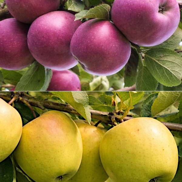 Sadzonki jabłoni DUO Malinowa Oberlandzka i Golden Delicious