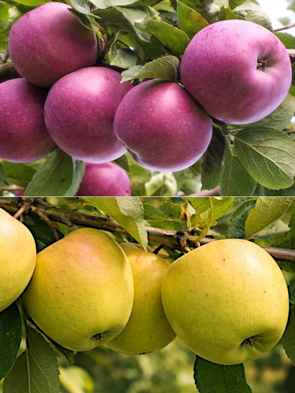 Sadzonki jabłoni DUO Malinowa Oberlandzka i Golden Delicious Sadzonki jabłoni DUO Malinowa Oberlandzka i Golden Delicious