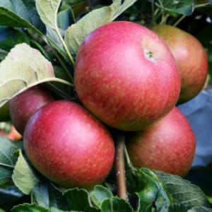 Jabłonie. Sadzonki jabłoni - stare i nowe odmiany