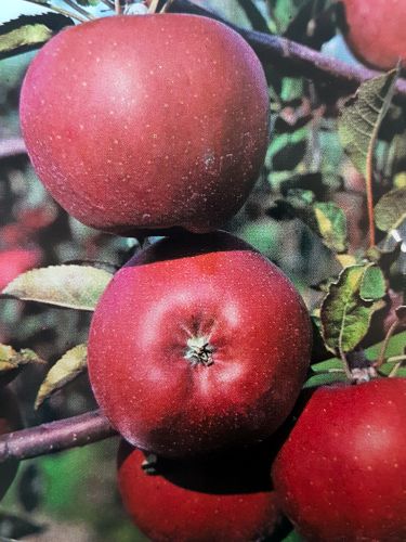 Jabłoń Melrose