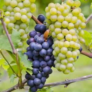 winogrona sadzonki winorośli