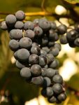 Winogrono ciemne Boskoop Glory
