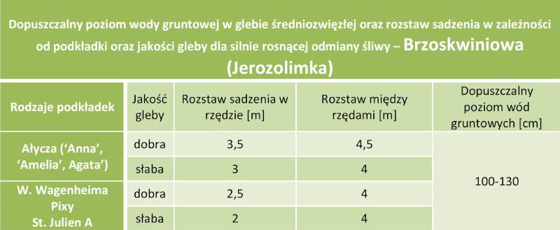 Śliwa Brzoskwiniowa (Jerozolimka) - rozstaw sadzenia i poziom wód gruntowych
