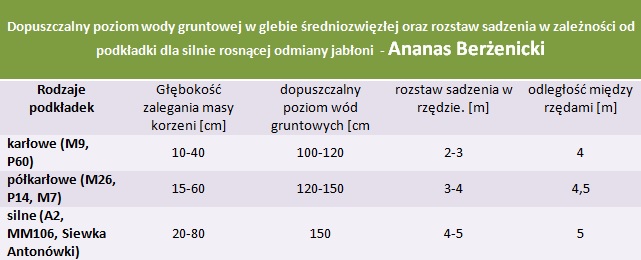 rozstaw sadzenia i poziom wód gruntowych - Jabłoń Ananas Berżenicki