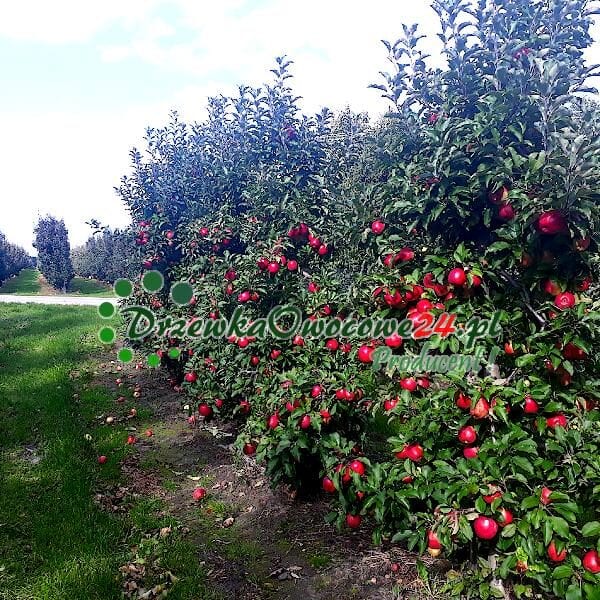 Jabłoń Ligol - sadzonki