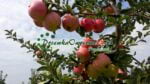 Jabłoń Piros - sadzonki