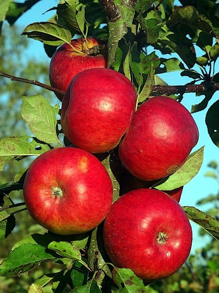 Jabłoń Topaz