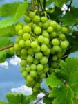 winogrono jasne Saint Pepin