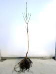 sadzonka derenia jadalnego, cornus mas