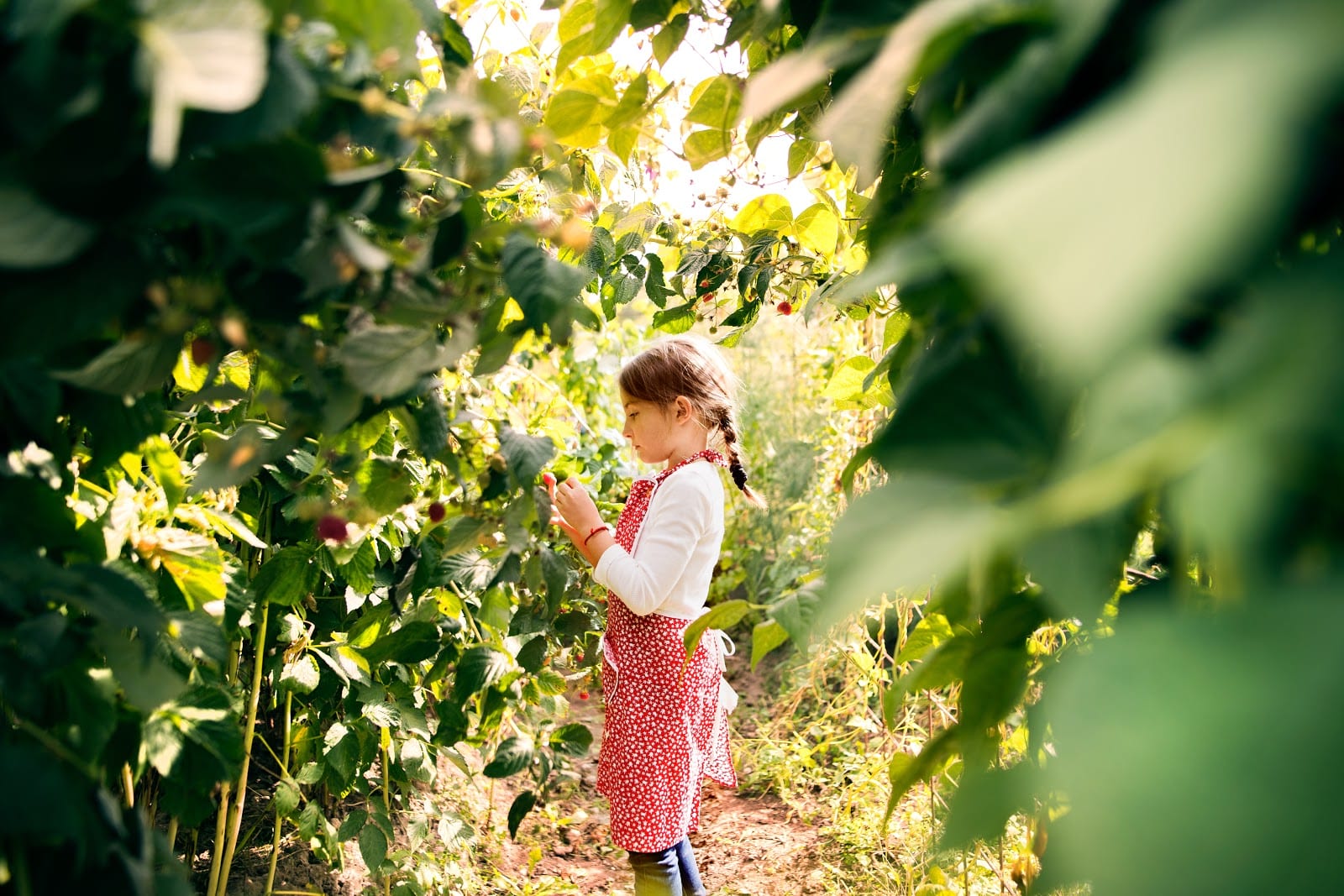 Mała dziewczynka zbierająca owoce