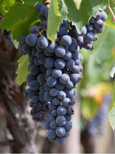 Winogrono ciemne - sadzonki winorosli
